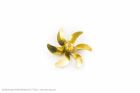 Aero Naut Schiffsschraube Messing  6-Blatt, Form B  55/M4, links / 717211