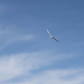 E-flite Segelflugmodell beleuchtet Night Radian 2.0m PNP / BNF Basic